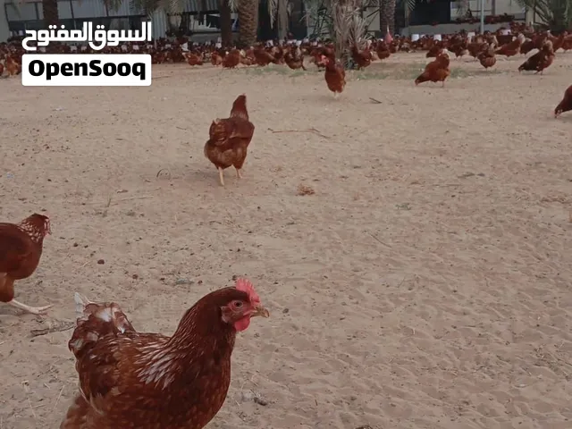 Organic free Range chicken & Chicken Eggs Available for Sale