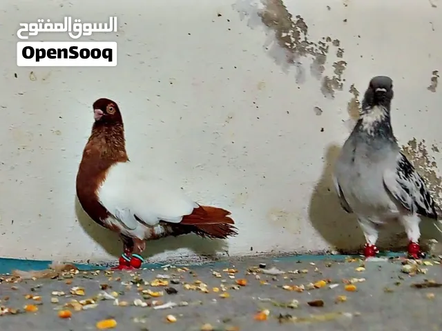 7 فحول طيور مطير