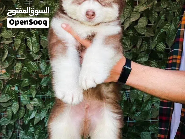 فرصة اقتناء جراوي هاسكي الاسكا بيور