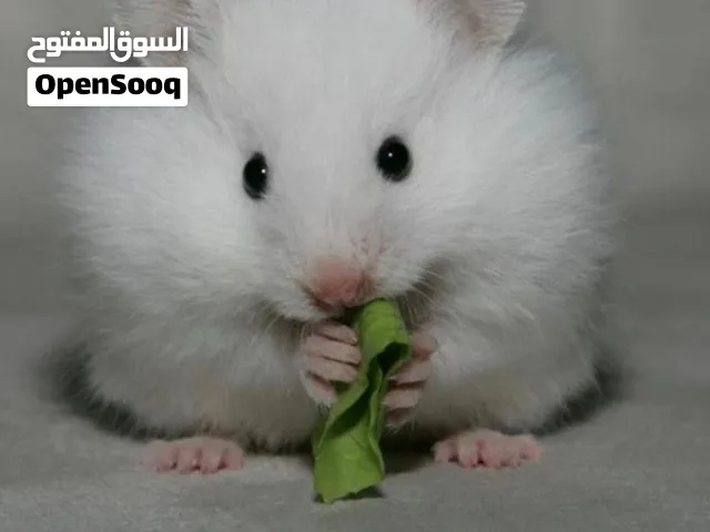 هامستر سوري لون أبيض متوفر كمية أليف جدا متوفر أنثى وذكر