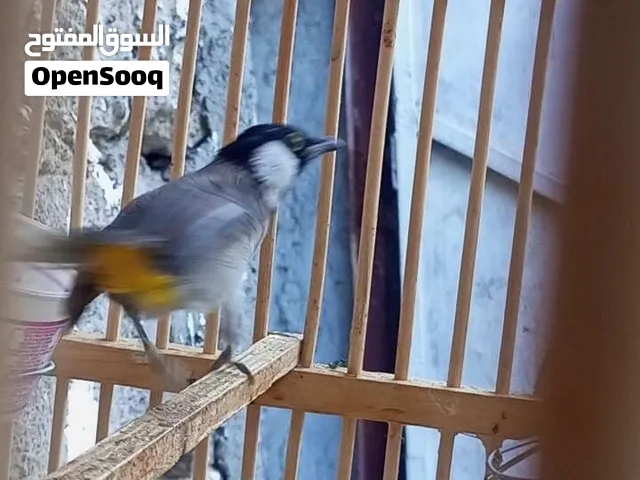 بلبل فحل يغرد ماشاء الله