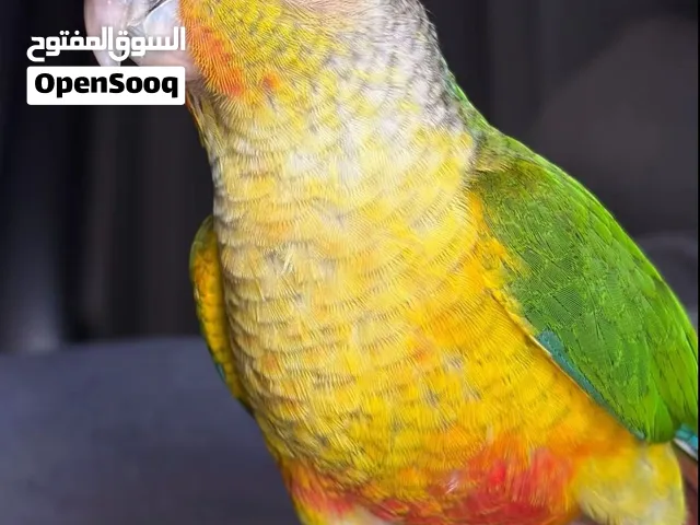 ببغاء كنيور مروض ترويض تام واليف جدا