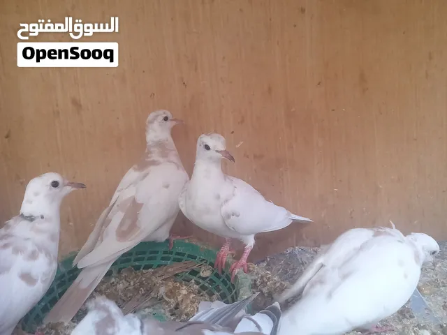 محميه كريمي مطوك وعادي ومنكنزع عدد 7السعر 50