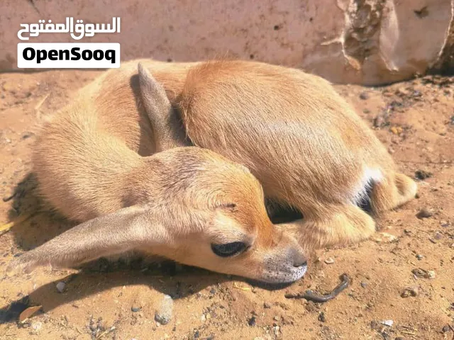 جدي غزال انتاج حضيره