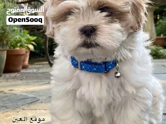 كلب شيتزو ذكر