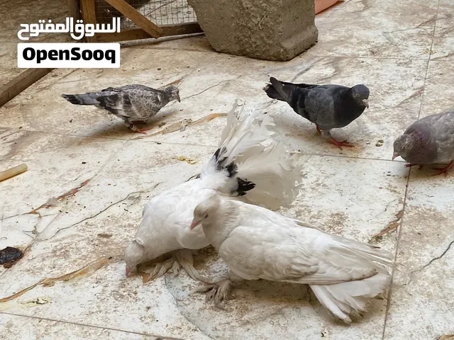 للبيع او مراوس بكوكتيل