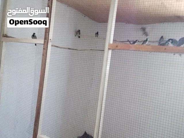 بلابل للبيع اسعار خاص العنوان بصره الجزيره شط العرب