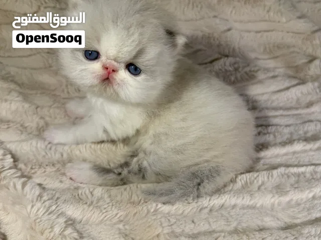 قطه بلون مميز ونادر وشكل جميل رغدول ميتد بيكي فيس بيرشن