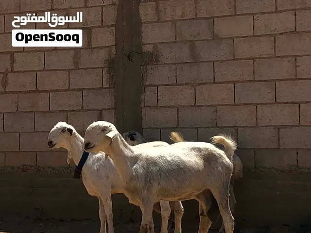 سبع معزه وفحلهم عدد كامل ثمانيه