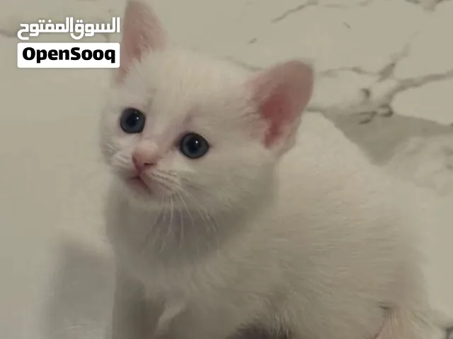 Kittens for sale 500 riyals