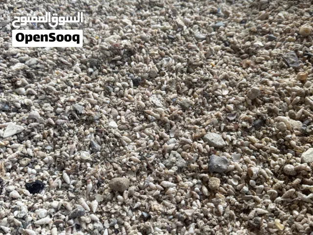 صبان للبيع  Seashell for sale