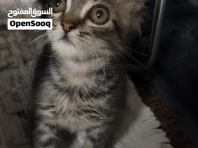 CAT FOR ADOPTION ( FREE ) urgent
