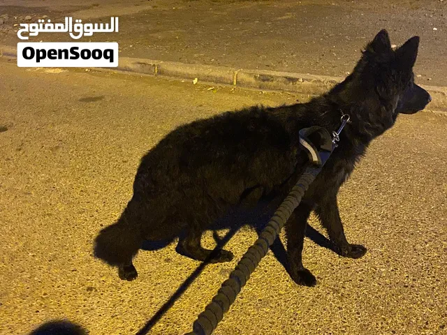 للبيع كلب بلاك جيرمن لون هير انثى