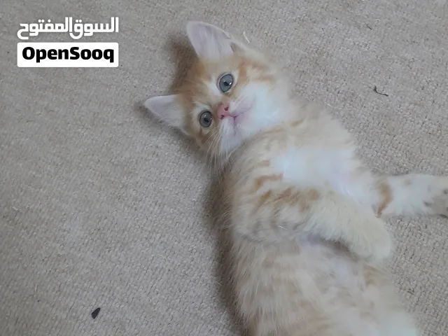 لتبني قطة ام وصغارها