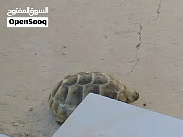 بيع سلحفاء