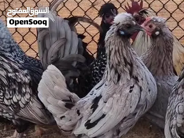 مطلوب دجاج حبحب