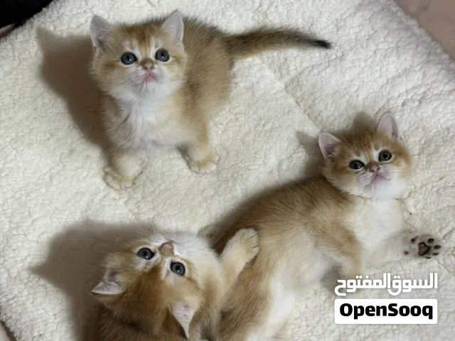 قطط بريتش غولد منزلية ذكية نشيطة لعوبه حنونة