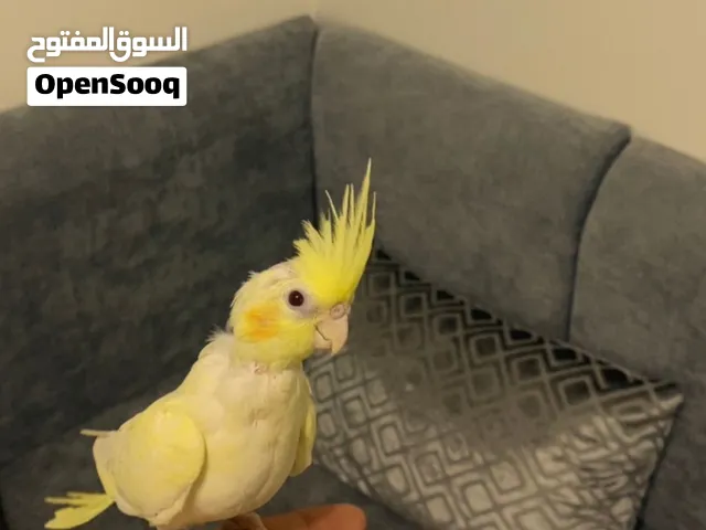 كوكتيل لاتينو مروض