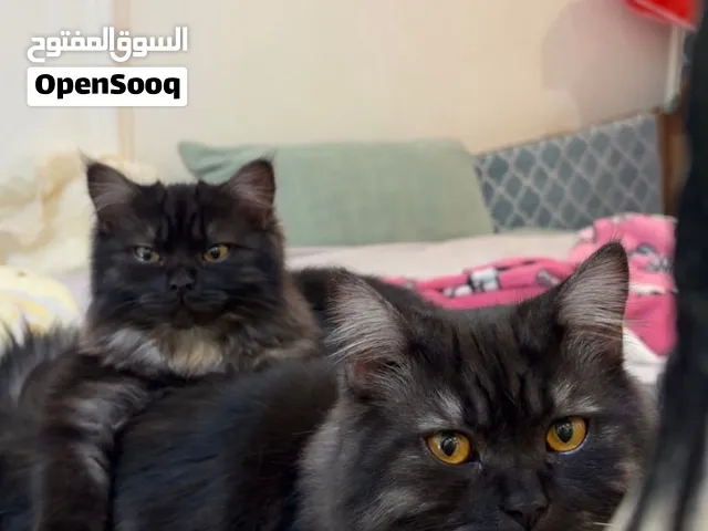 قطاوة لتبني فقط ليس للبيع