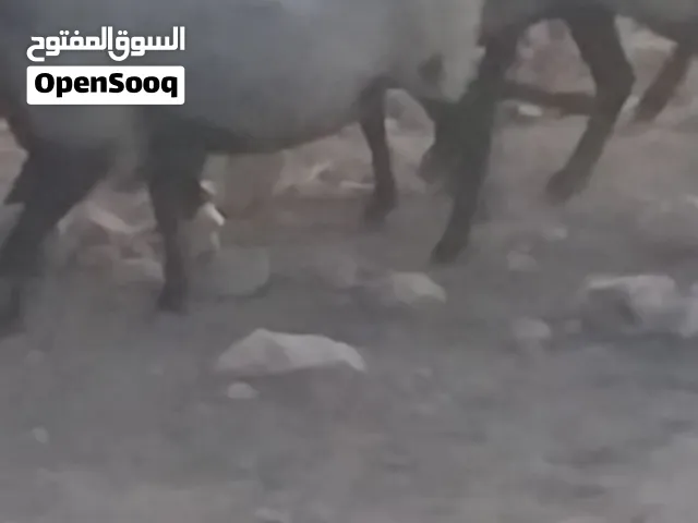 اغنام رومانوف عدد 6 للبيع