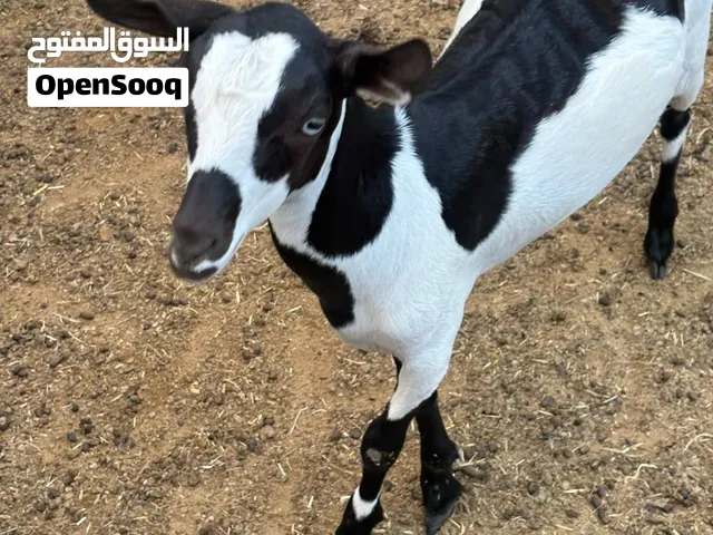 تيس صلالي صنف
