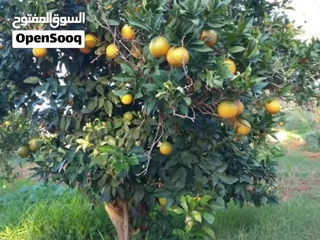 222 هكتار في زغوان عالكياس