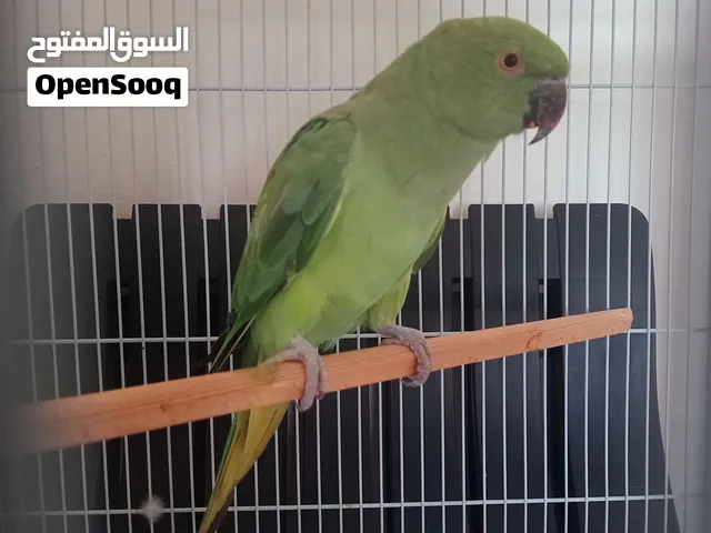 Green Parrot for sales 15 BHD