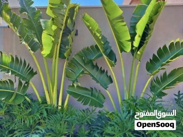 الرفاهية والاسترخاء  هل تحلم بحديقة تجمع بين سحر الطبيعة وفخامة التصميم ؟ نبتكر لك مساحات خضراء تمنح