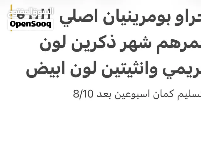 بومرينيان اصلي