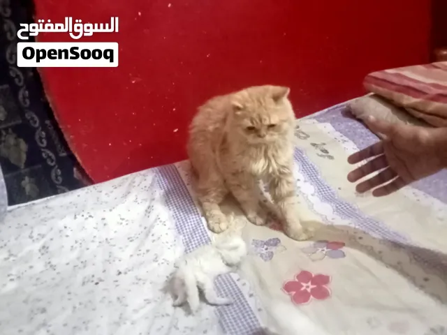 اسره قطط للبيع  لظروف