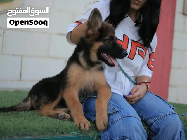 جراء جيرمن شيبرد بيور شولاين وورك لاين مع جميع المطاعيم ومايكروشيب التسليم في عياده بيطريه والتوصيل