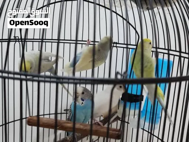5 حبات طيور بادجي مع قفص دائري كبير للبيع