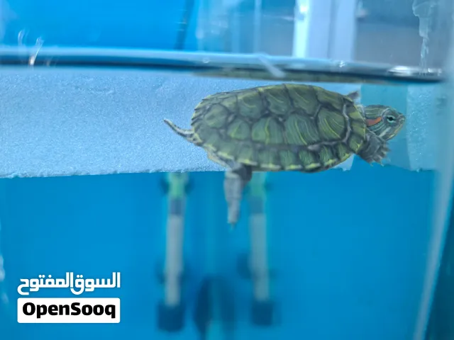 سلاحف مائية