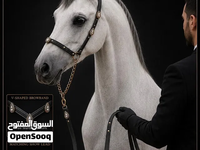Arabian Show Halter with Matching Lead – Premium Leather