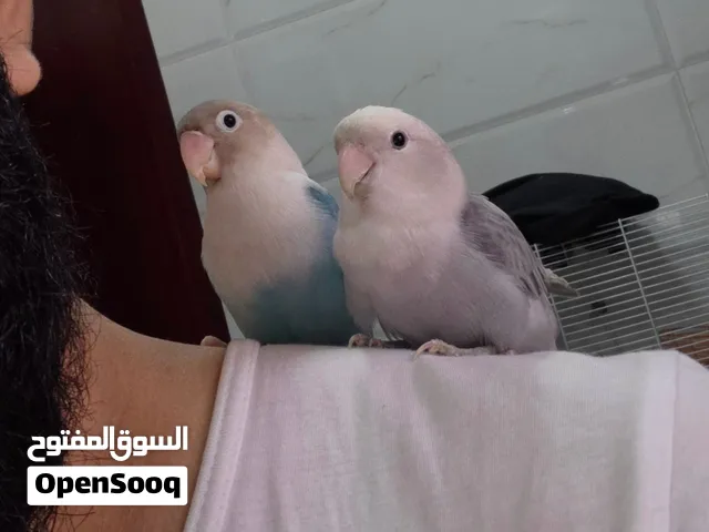 Beautiful Pair of Tamed Lovebirds – Friendly & Hand-Trained!
