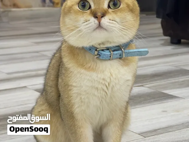 قط تزاوج سكوتش ستريت جولد