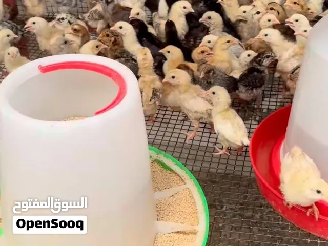 صيصان فرنسي