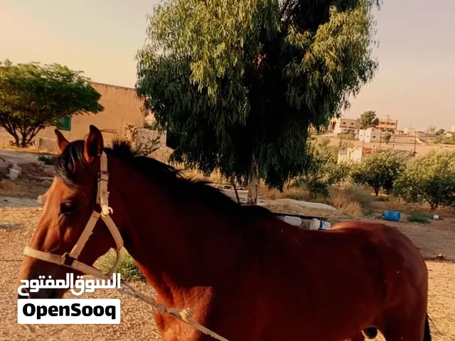 خيول للبيع