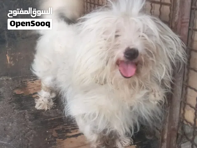 كلب صغير Dog