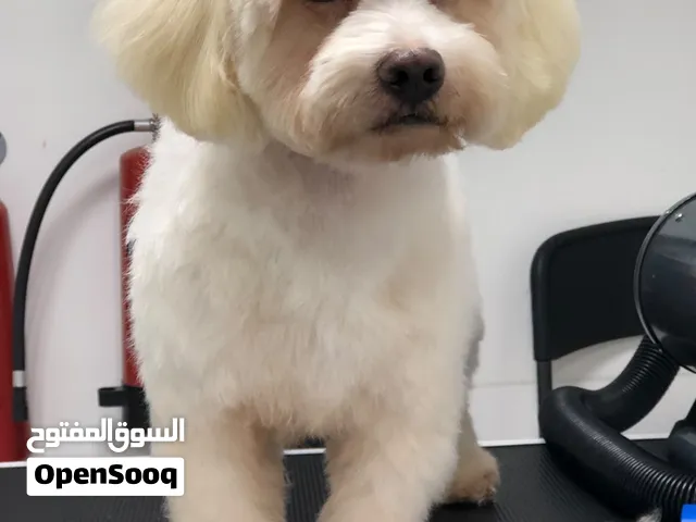 كلب نوع هافانيز  للبيع HAVANESE DOG