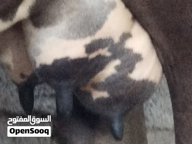 بقره جيرسي على نمساوي مربيه تحتها عجلة تحلب 4 غرشات مال 200 بيسه تحلب الصباح غرشين و المغرب غرشين