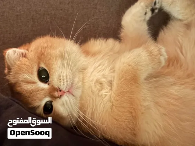 سكوتش فولد ذهبي ذكر