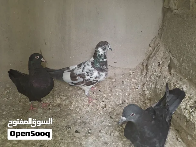 حمام للبيع