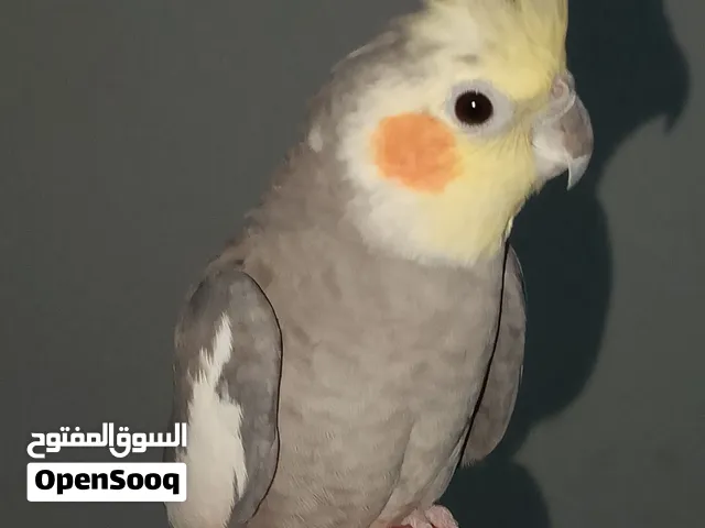 للبيع جوز كروان اليفين ونضيفين حفر الباطن