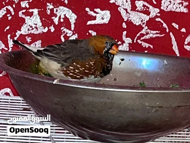 فناجس جامبو هنه و افراخهن طيور بزارات و مبيضات