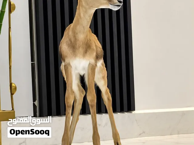غزال الديماني
