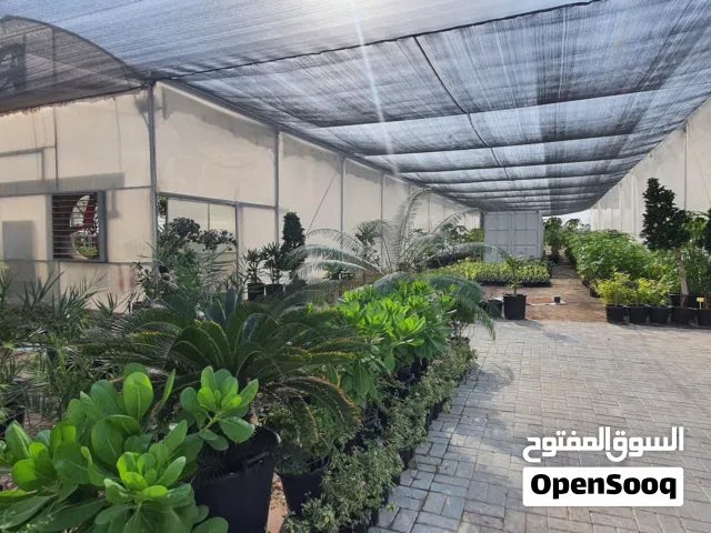 Outdoor, indoor plants, trees, palms for gardens and vilas and farms