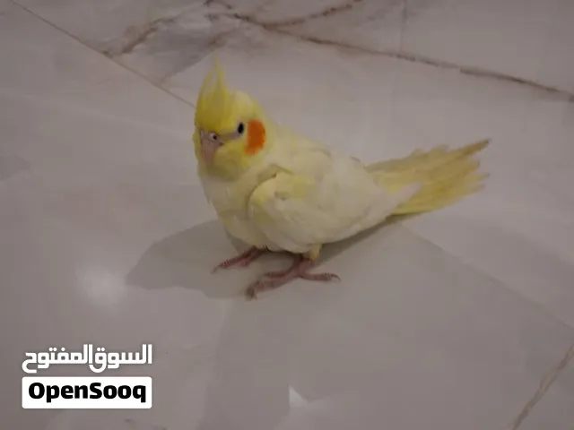 السلام عليكم  طير كروان