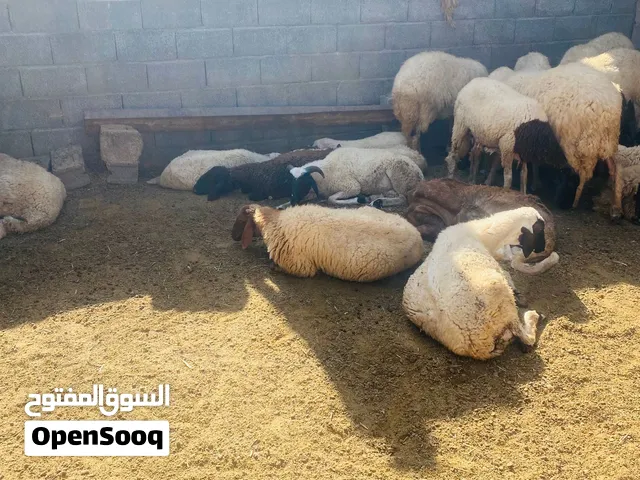 غنم للبيع عشار بادن الله