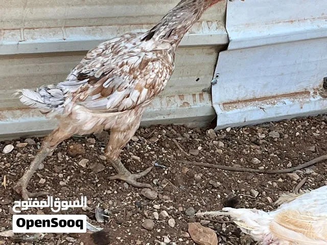 دجاج باكستاني للبيع